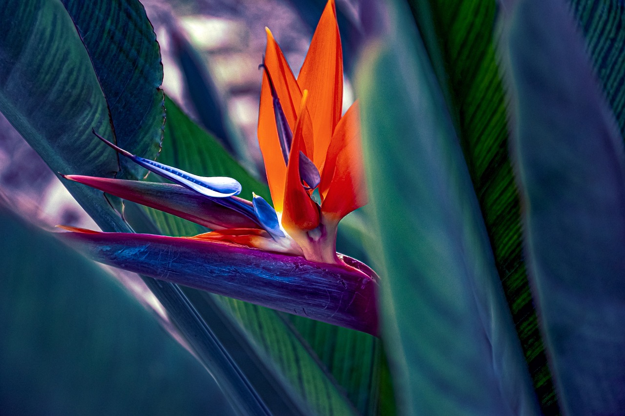 bird of paradise flower, 4k, mac wallpaper-6741998.jpg